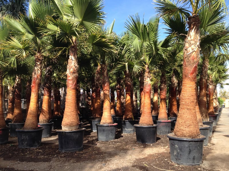 Mexican Fan Palms Arizona’s Tree of the Week